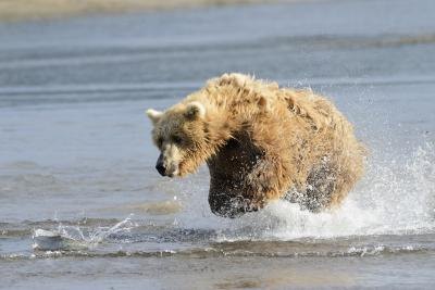 A grizzly bear chases a fish in the water.