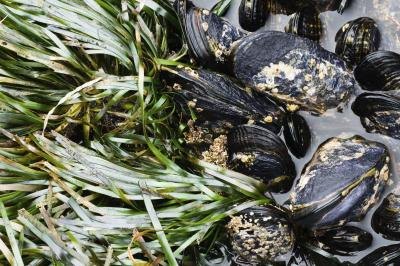 Mussels and eelgrass at low tide