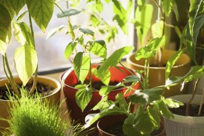 Plants next to window Plants next to window