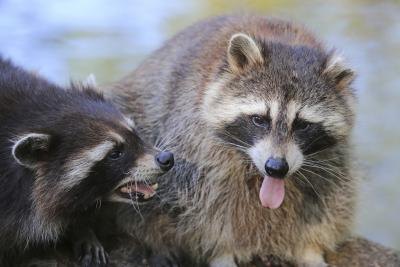 two raccoons