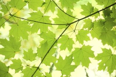 The sun shines through a branch of green leaves.