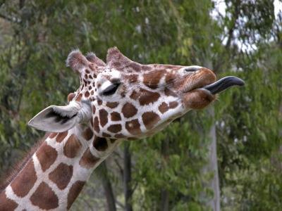 Giraffes have specialized tongues.