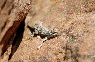 the earless lizard has no external ear openings
