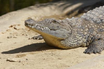 crocodile head