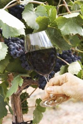 Wine-producing grapes add atmospere to your tasting bar.