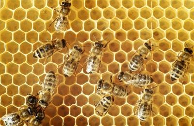 Bees are more mild-mannered than social wasps.