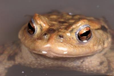 An amphibian's skin must remain moist.