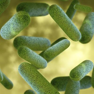 3d model of bacteria.