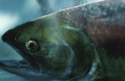 Atlantic salmon is at risk from overfishing.