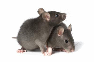 What Can I Put in My Walls to Get Rid of Rats & Mice? | eHow