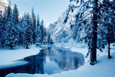 Even in winter, occasional thaws can make liquid water available to trees.