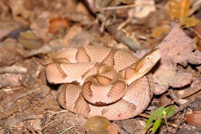 copperhead snake