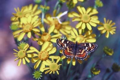 Nectar-rich plants will attract butterflies and honey bees.