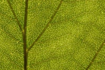 Chlorophyll absorbs the light rays of the sun.