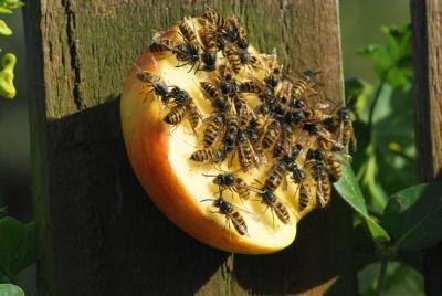 Social wasps have swarming tendencies.