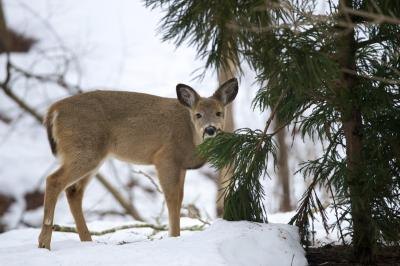 Deer eat pine twigs.