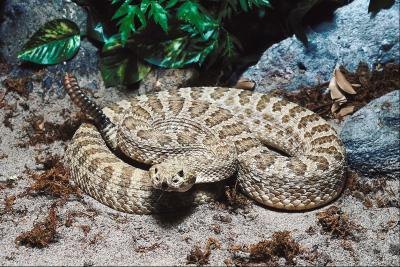 diamondback rattlesnake diamondback rattlesnake