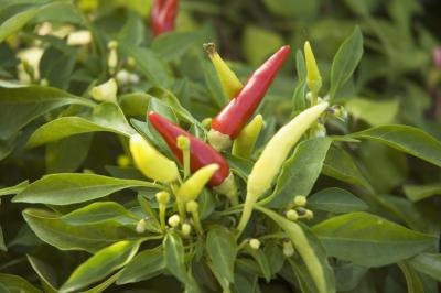 Peppers growing