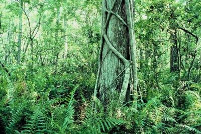 Tropical rain forest region