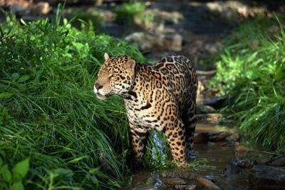 a predatory jaguar in the rain forest