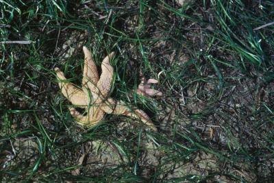 Starfish can temporarily survive on land before being washed out with the tides.