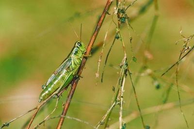 Grasshopper outdoors. Grasshopper outdoors.