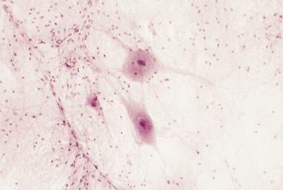 Nerve cells