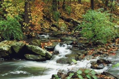 River in forest