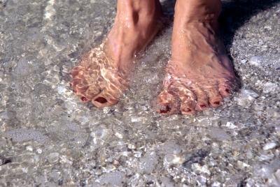 Yews do not like "wet feet" and may turn yellow from stress. Yews do not like "wet feet" and may turn yellow from stress.
