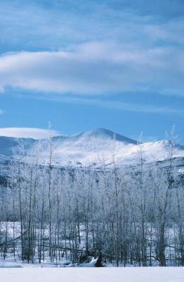 Snowy forest