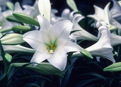 Easter lilies Easter lilies