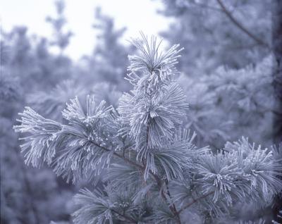 Pine trees have adapted to northern conditions that are inhospitable to many other species. Pine trees have adapted to northern conditions that are inhospitable to many other species.
