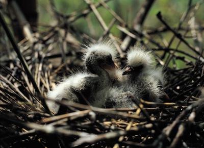 How Long Do Baby Birds Stay in the Nest?
