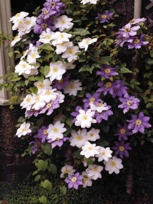 Clematis growing on an arbor is beautiful in bloom.