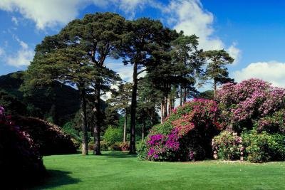 Observe your backyard during the course of a sunny day to note what kind of light it gets.