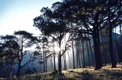 Fires clear out underbrush and open the forest to the sunlight pines need.