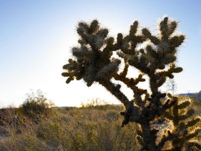 A cholla cactus is a large desert cactus.