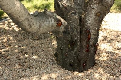 Some trees have poisonous sap.