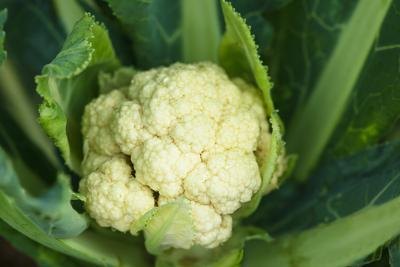 cauliflower plant