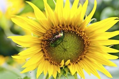 A beetle feeds on the pollen of a sunflower.