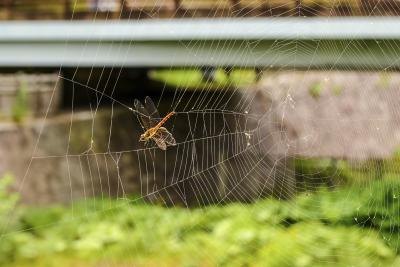 An insect is trapped in a spider web in the window.