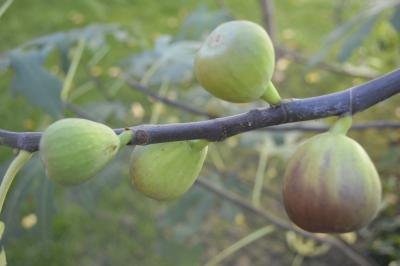 Figs ripen in late summer and early fall, and sometimes in early spring. Figs ripen in late summer and early fall, and sometimes in early spring.