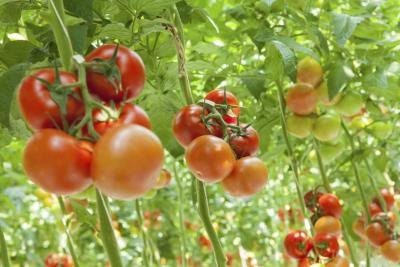 Select large tomato varieties for slicing, and smaller varieties for canning. Select large tomato varieties for slicing, and smaller varieties for canning.