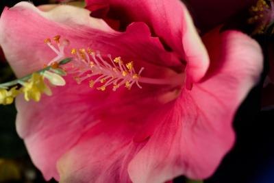 The hibiscus tiliaceus grows along the shores of the Indian Ocean.
