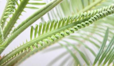 Cycus leaves