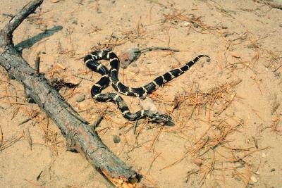 Kingsnakes come in a huge variety of colors.