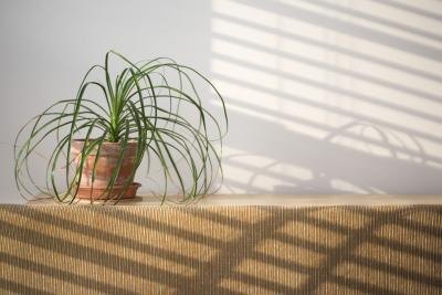 Indoor plant. Indoor plant.