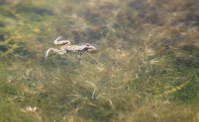 cretan frog in swampland