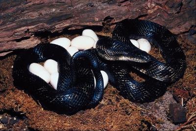 Reptiles lay eggs onland.