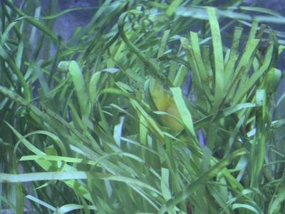 Aquarium plants Aquarium plants